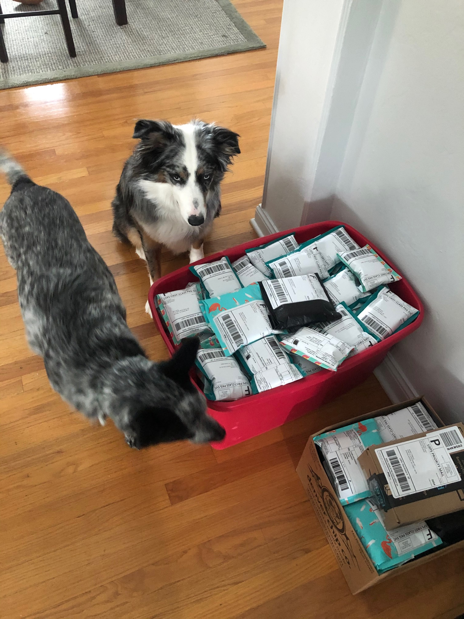 Two dogs sitting next to a red bin of packed Archduke shipments during fulfillment